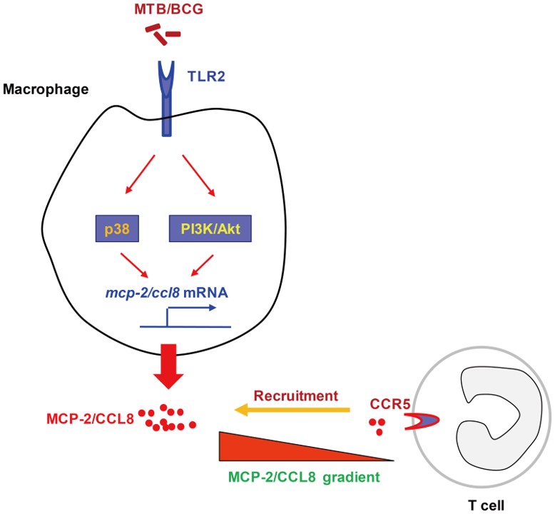 Fig.2 Mycobacteria-induced MCP-2/CCL8 expression in macrophages. (Liu, et al., 2013) 