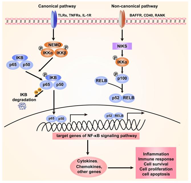 Fig.1 Schematic representation of the NF-κB signaling pathway. (Peng, et al., 2020)