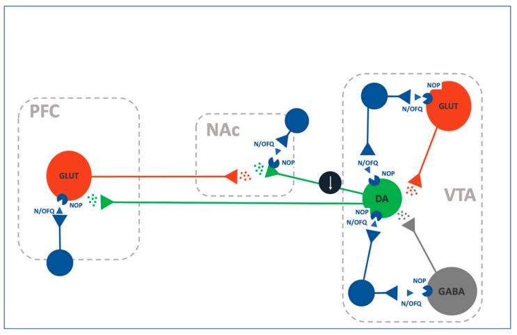 Fig.1 Schematic diagram of the neural circuits involved in the N/OFQ-NOP system. (Ubaldi, et al., 2021)