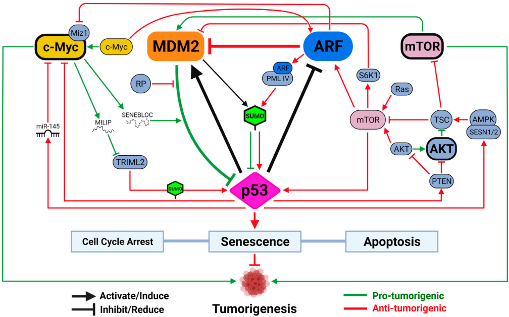 Fig.2 A fresh look at p53-MDM2-ARF triangle in tumorigenesis. (Kung and Jason, 2022)