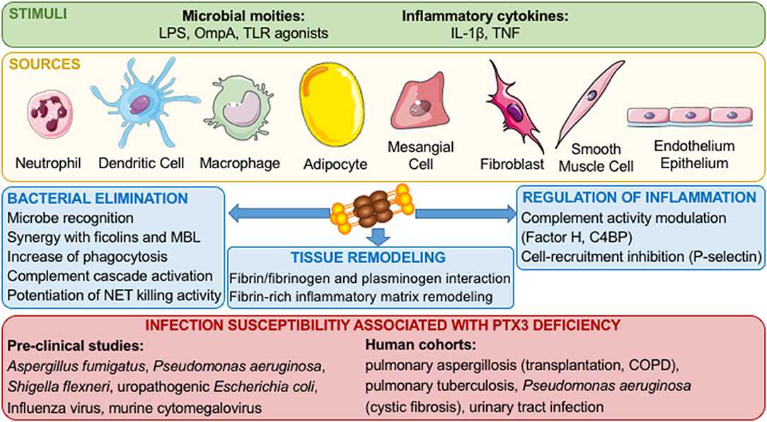 Fig. 1 Pentraxin 3 in innate immune responses and inflammation. (Porte, et al., 2019) 