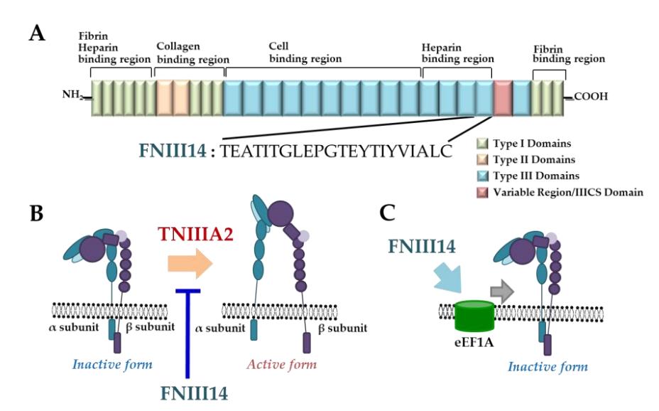 Fig.1 Schematic diagram of plasma fiber protein derivatives. (Fujita, et al., 2020)