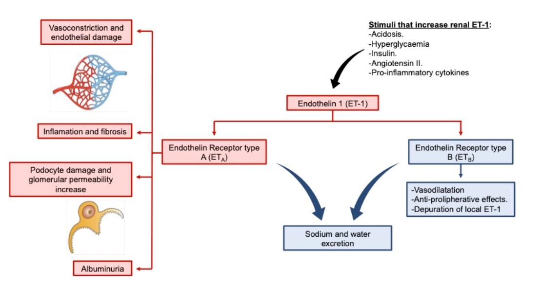 Fig.1 Diagram of endothelial system system. (Martínez-Díaz, et al., 2023)