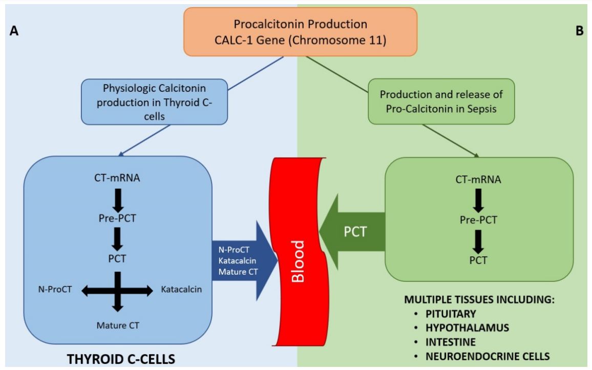 Fig. 2 Diagram showing physiological production of Calcitonin and production of PCT in sepsis states. (Paudel, et al., 2020) 