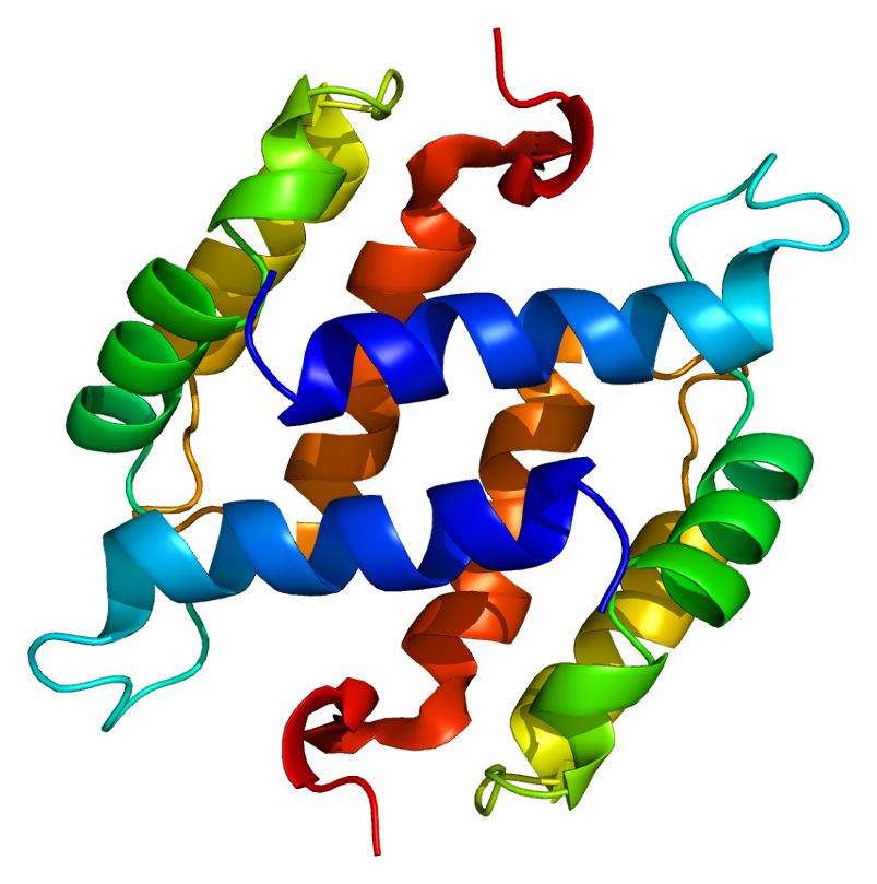 Fig. 1 S100β protein structure. (By Emw, Own Work, CC BY-SA 3.0, https://commons.wikimedia.org/wiki/File:Protein_S100B_PDB_1b4c.png)