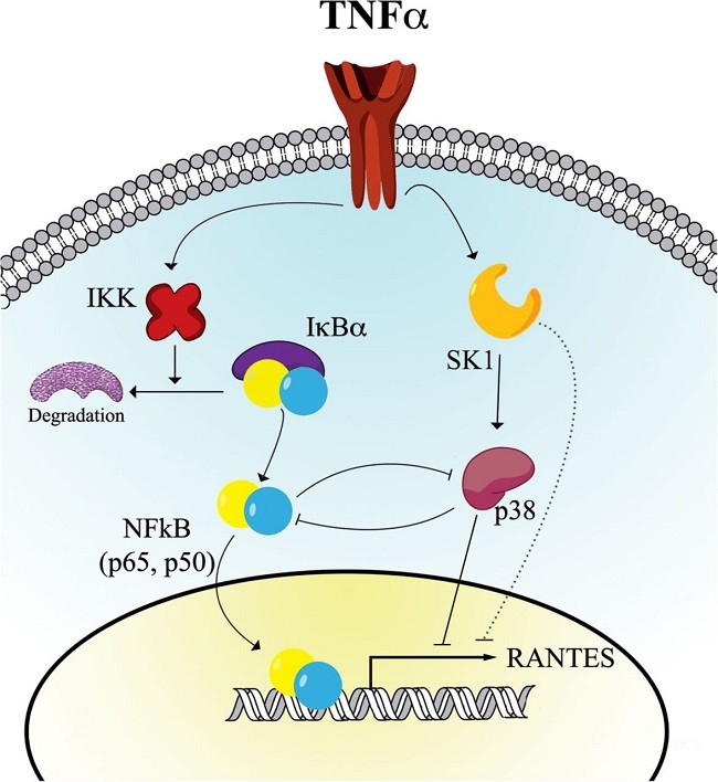 Fig.1 Proposed model of RANTES regulation by TNF-α. (Adada, et al., 2013)