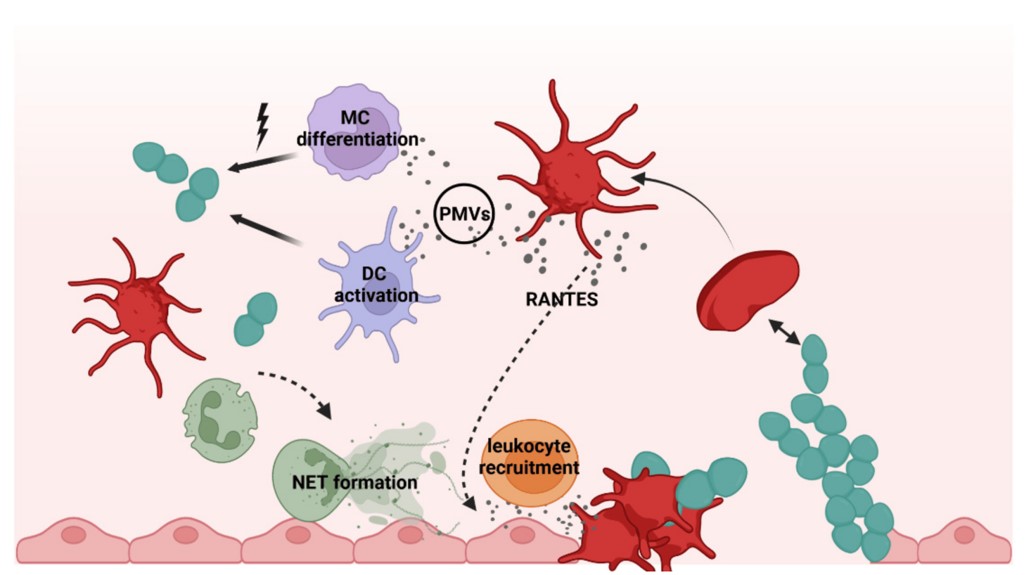 Fig.2 The platelets release chemokines and cytokines such as RANTES, triggering leukocyte recruitment and PMVs acting on gene expression of monocytes and monocyte (MC)-derived cells. (Jahn, et al., 2022)