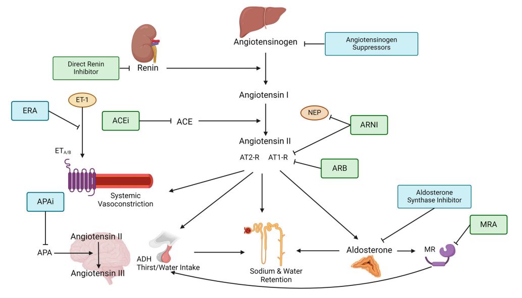 Fig.1 Figure depicts the steps of the RAAS pathway. (Ksiazek, et al., 2024)