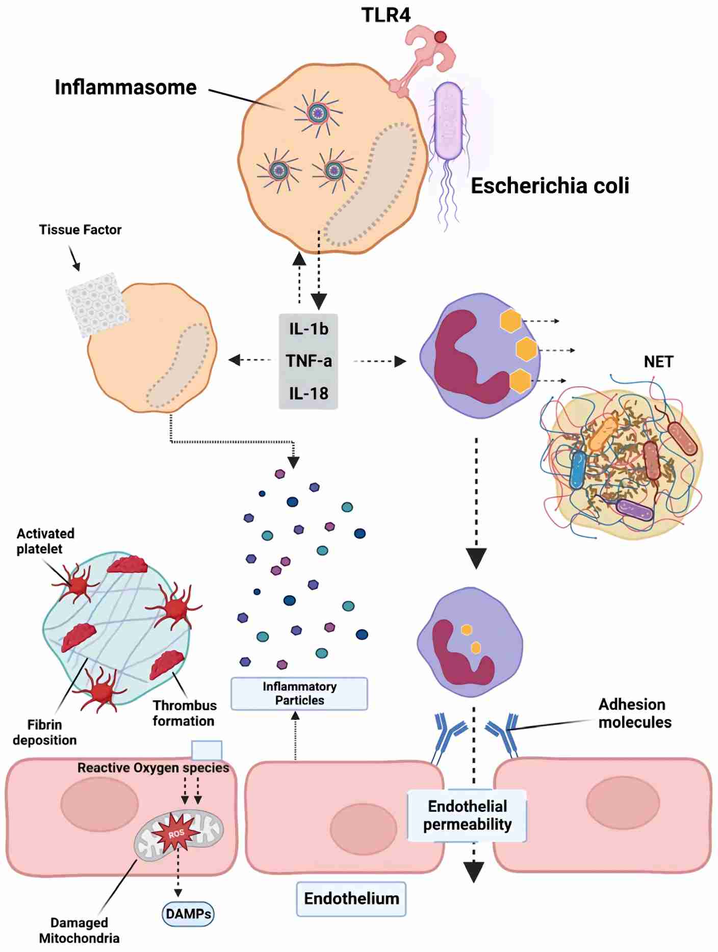 Overview of the pathogenesis of sepsis, which involves several pathophysiological processes, such as disseminated intravascular coagulation. (Unar, et al., 2023)