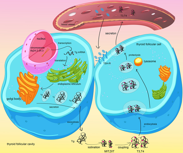 Fig.1 Role of Tg in thyroid hormones synthesis and secretion. (Li, et al., 2022)