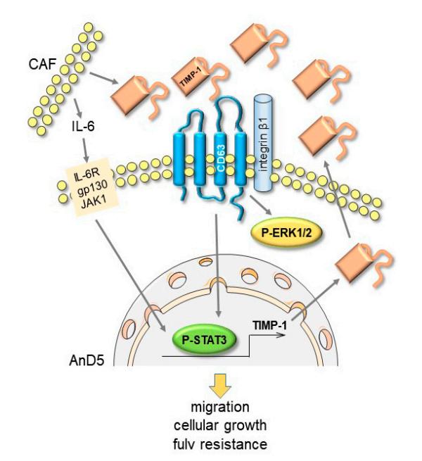 Fig.1 TIMP-1/CD63/ITGB1/P-STAT3 signaling pathway. (Dittmer & Dittmer, 2022)