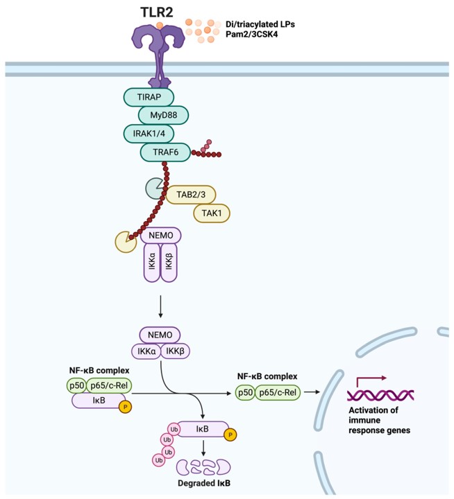 Fig.1 TLR2 MyD88-dependent signaling pathway. (Colleselli, Anna and Christoph, 2023)