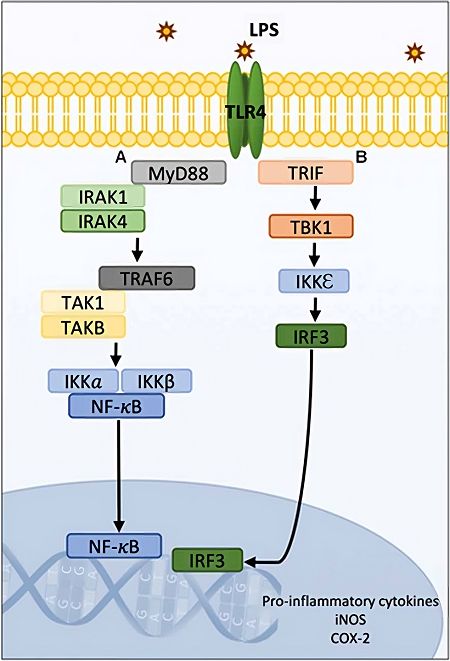 Fig.1 LPS-induced TLR4-mediated signaling pathways. (Stojanovska, et al., 2018)