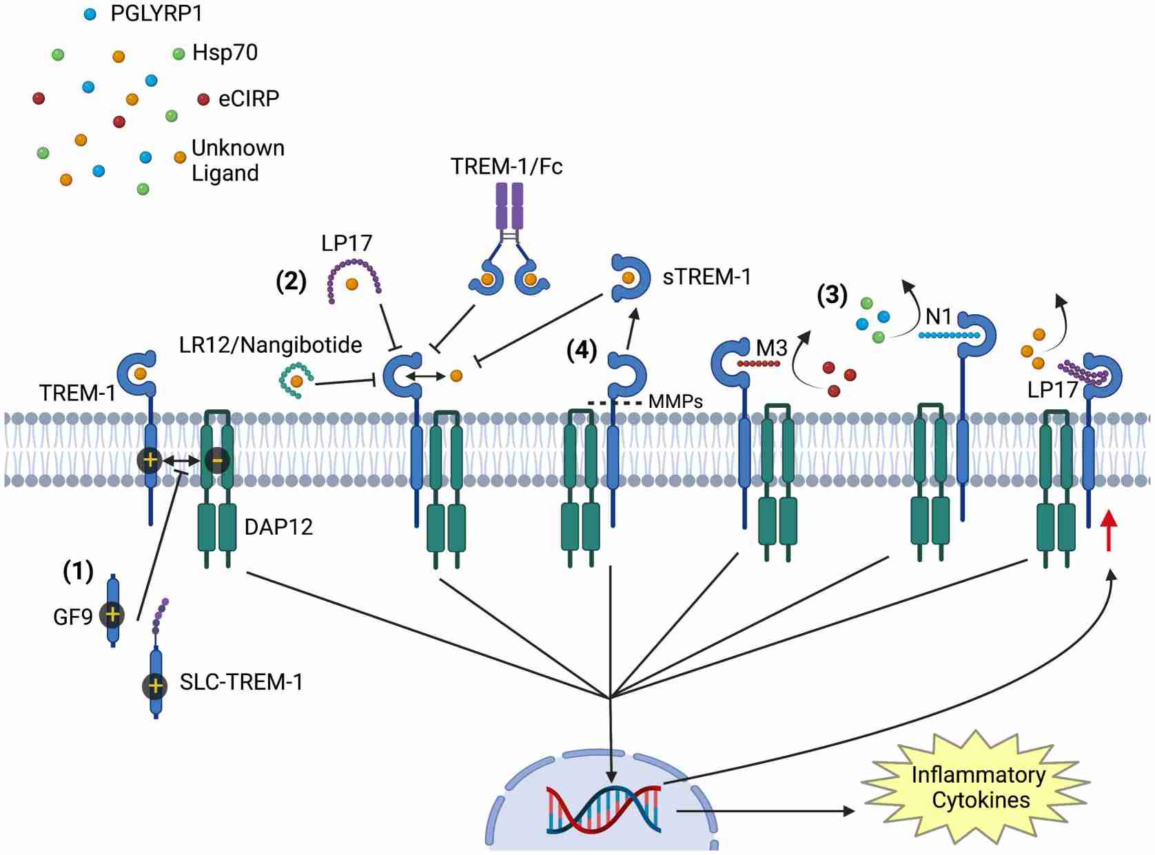 The schematic diagram of modulators of TREM-1 activation shows that this process is inhibited by multiple agents. (Siskind, Brenner & Wang, 2022)