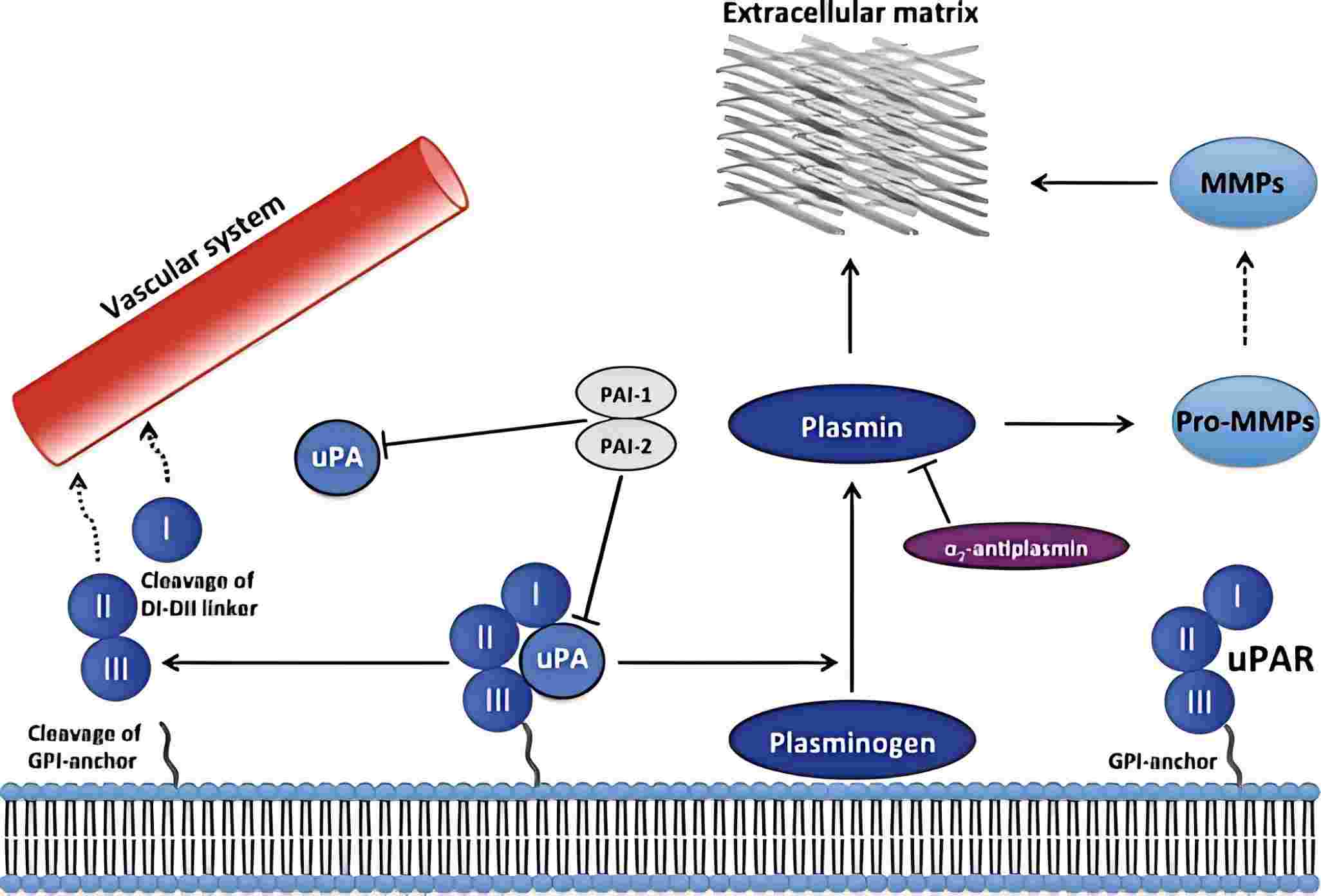 Schematic overview of the uPA/uPAR system: membrane-anchored uPAR binds uPA to catalyze plasminogen activation, modulated by inhibitors PAI-1, PAI-2, and alpha-2 antiplasmin, promoting ECM degradation and cancer spread. (Siskind, Brenner & Wang, 2022)