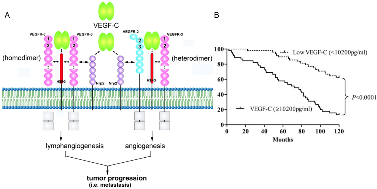 Fig.2 The role of VEGF-C in tumor. (Chen, et al., 2012; Cheng, Bin and Yunhui, 2013)