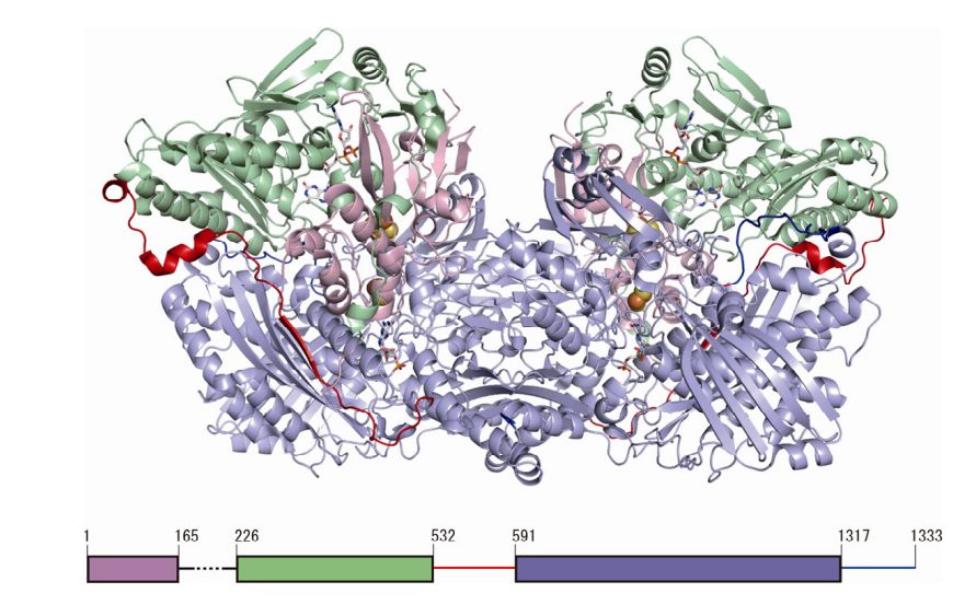 Fig.1 The structure diagram of human XOR. (Ichida, et al., 2012)