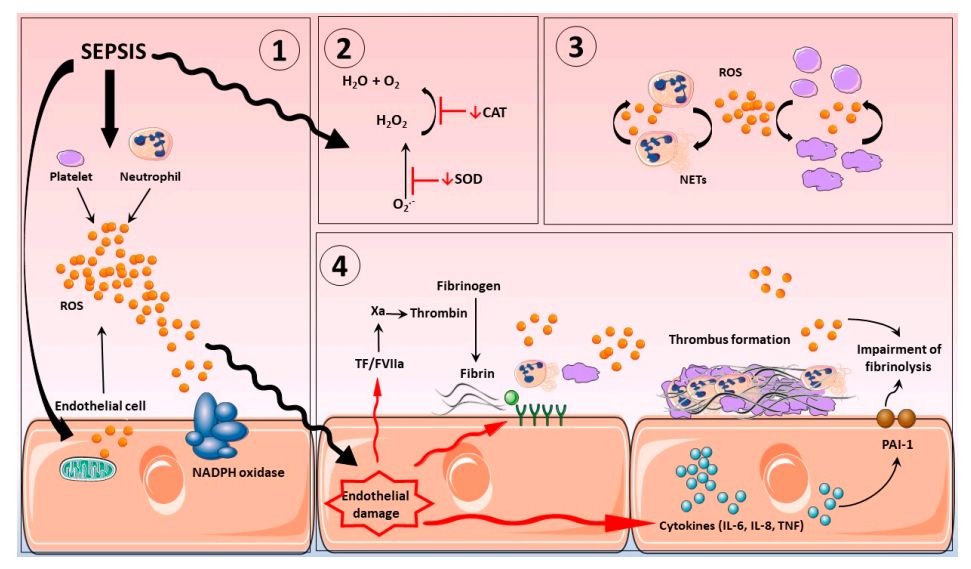 Fig.2 XO and Sepsis. (Lopes-Pires, Frade-Guanaes, & Quinlan, 2021)