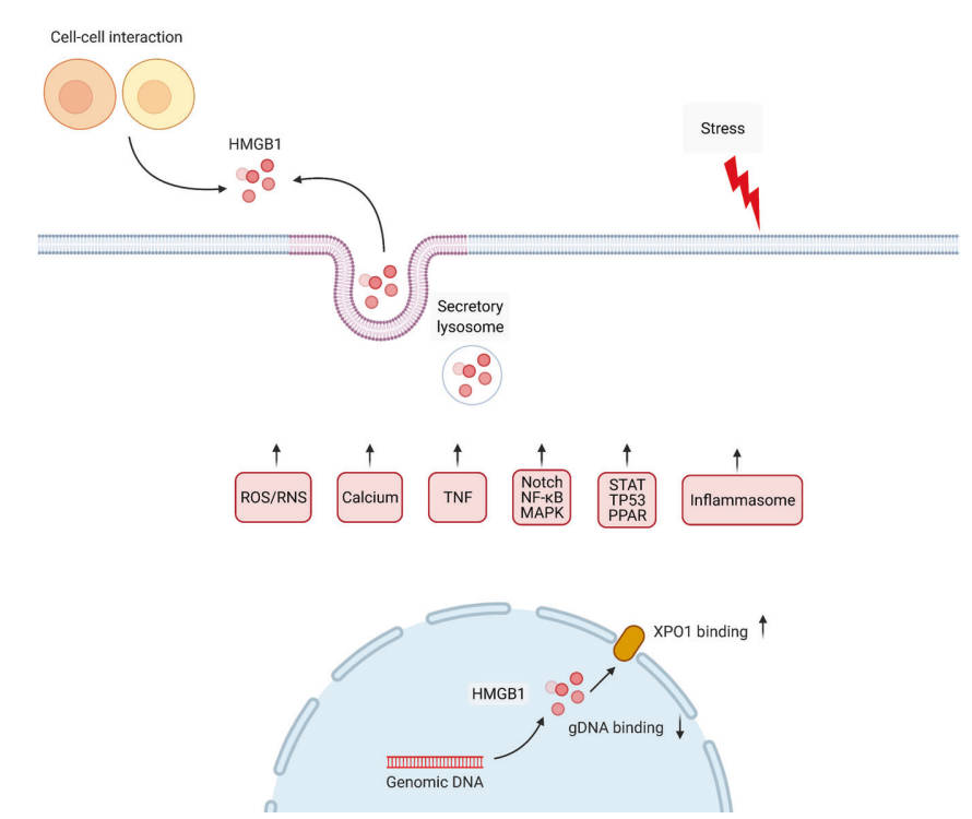 A model demonstrating active secretion of HMGB1 during stress. (Chen, et al., 2022)