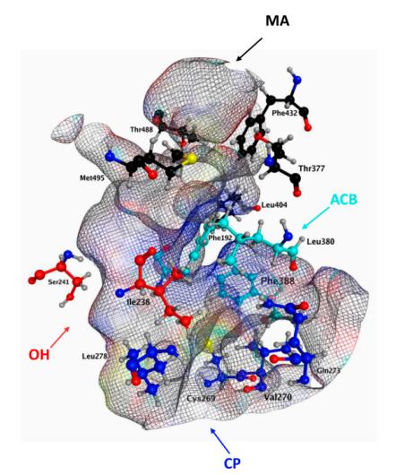 Fig.1 Schematic representation of the 3D channel of hFAAH. (Criscuolo, et al., 2020)