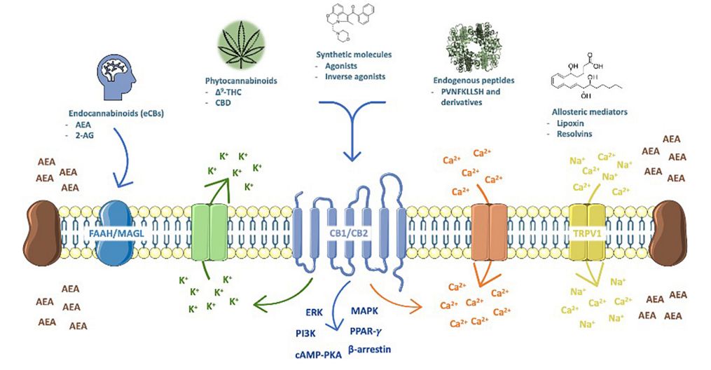 Fig.2 Outline diagram of the composition of the endocannabinoid system. (de Melo Reis, et al., 2021)