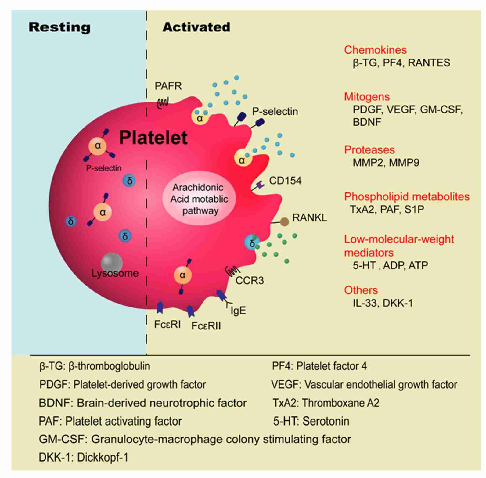 Fig. 1 β-thromboglobulin as one of platelet-derived factors contributing to allergic asthma. (Luo, et al., 2021) 