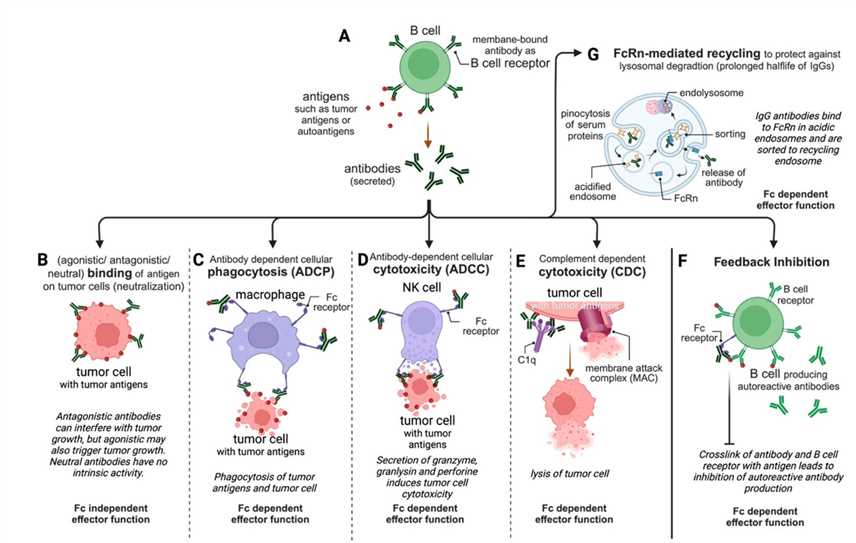 Fig.1 Illustration of the relevant effector functions of approved therapeutic antibodies. (Abdeldaim & Katharina, 2023)