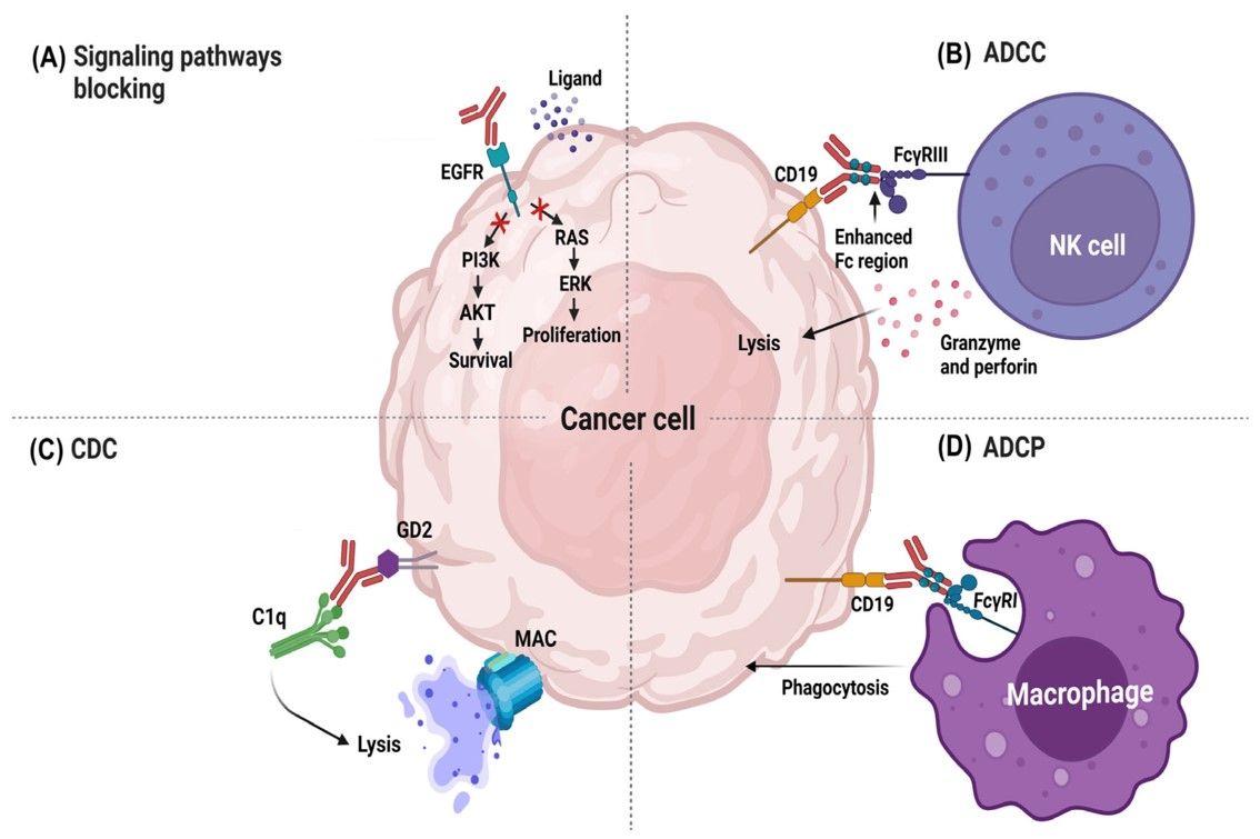 Fig.1 Effector mechanisms of therapeutic mAbs in cancer therapy. (Rodríguez-Nava, et al., 2023)