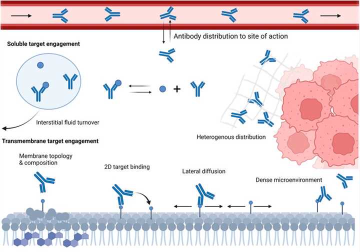 Fig.2 Various local microenvironment and physiological factors influence antibody-target engagement in vivo. (Dunlap & Yanguang, 2022)