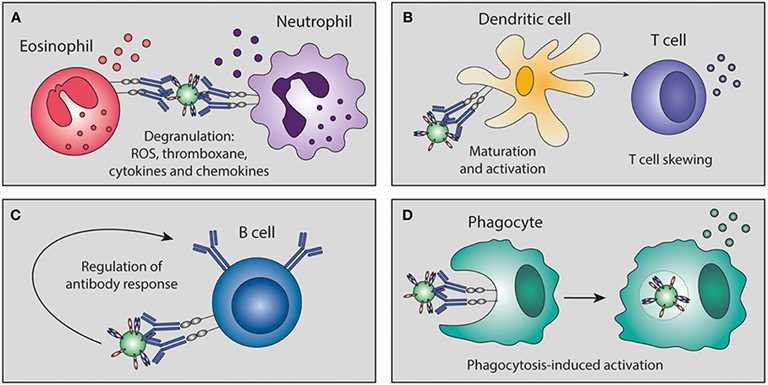 Fig.3 Immunomodulation mediated by antibody Fc region. (Van Erp, et al., 2019)