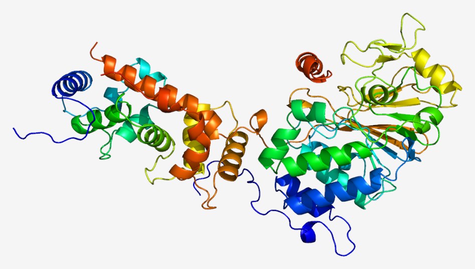 3D Crystallographic structure of calcineurin heterodimer composed of the catalytic (PPP3CA) and regulatory (PPP3R1) subunits