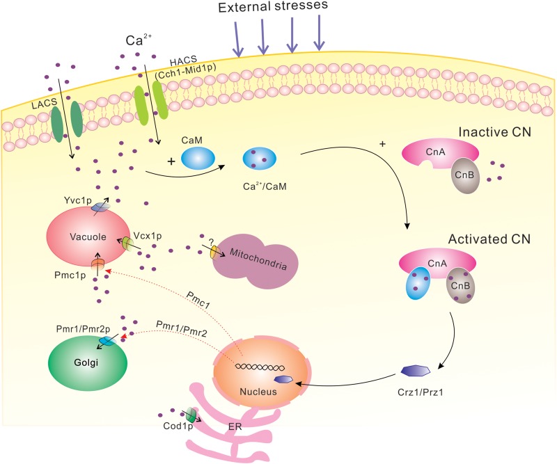 Description of the calcium-calcineurin signaling pathway in fungal cells