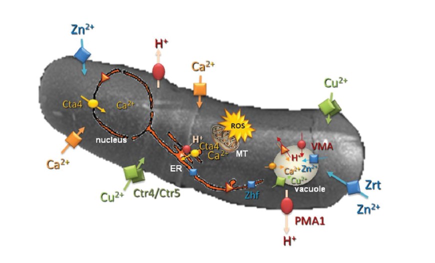 Schematic representation of some ion transporters and channels on the fission yeast. 