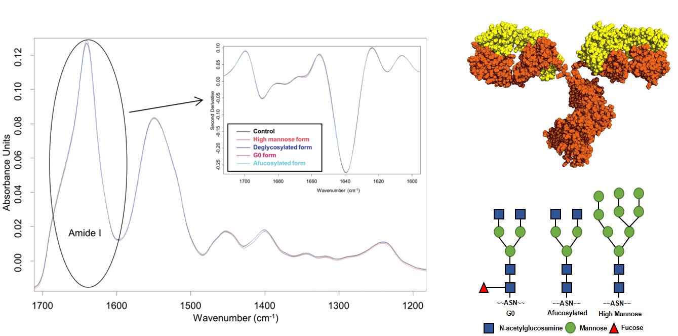 FTIR spectra of different antibody glycoforms.