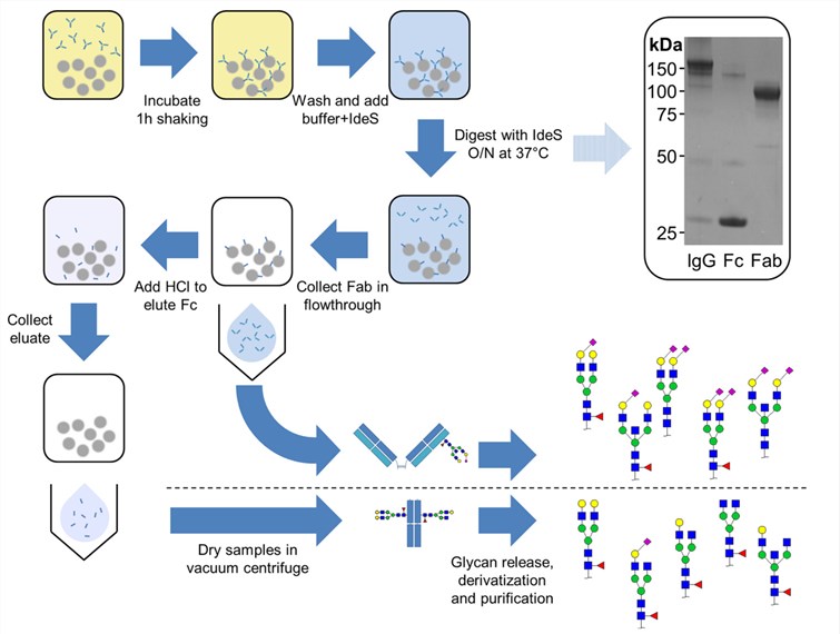 Workflow of IgG Fab and Fc glycosylation analysis.