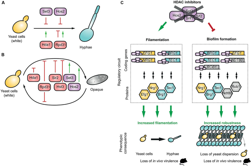 HDACs and morphogenesis in C. albicans.