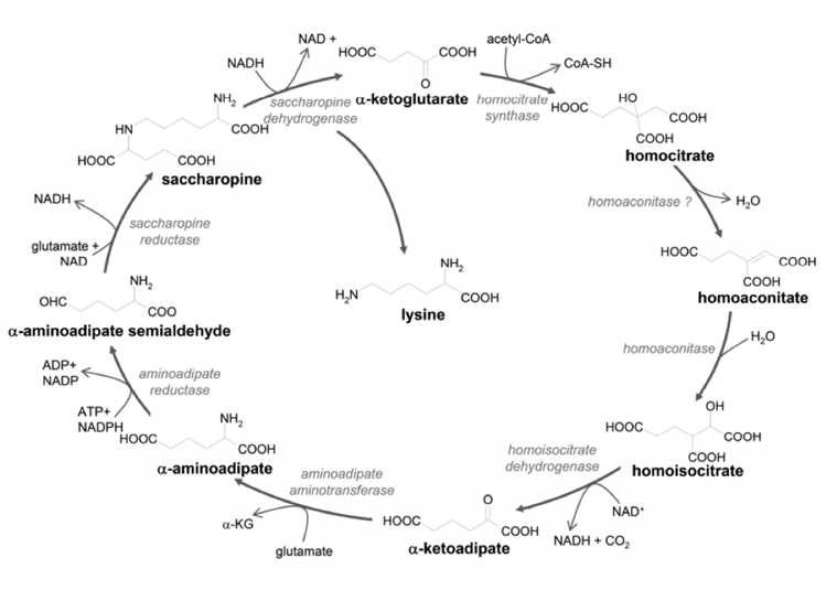 Scheme of the α-aminoadipate pathway.