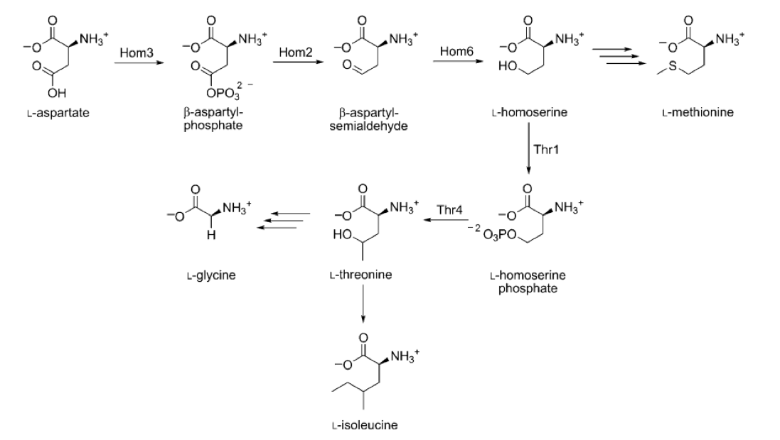 Fungal threonine biosynthetic pathway.