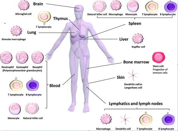 Immunotoxicity Creative Biolabs