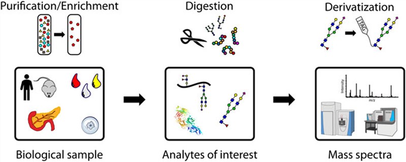 Fig.1 MS-based glycoproteomic analyses. (Tabang, Megan & Lingjun, 2021)