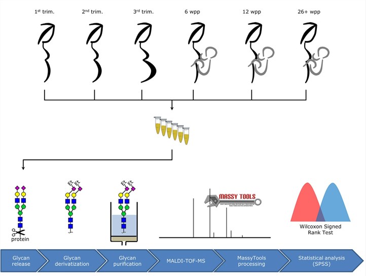 Glycomics workflow by MALDI-TOF MS.