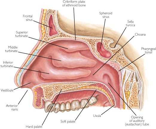 Invasive Fungal Rhinosinusitis Creative Biolabs