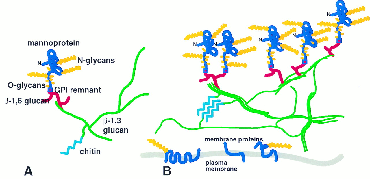 Relationships among components of S. cerevisiae cell walls.