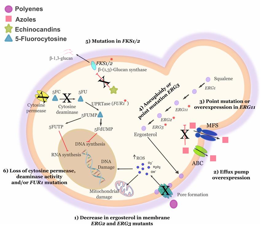 Mechanisms of antifungal drug resistance.