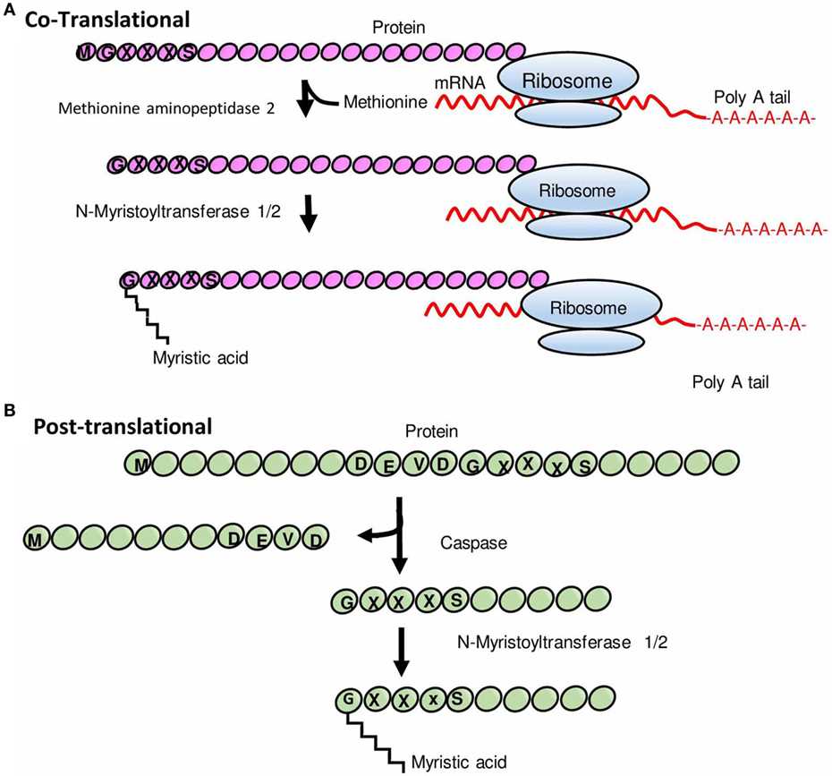 Mechanisms of antifungal drug resistance.