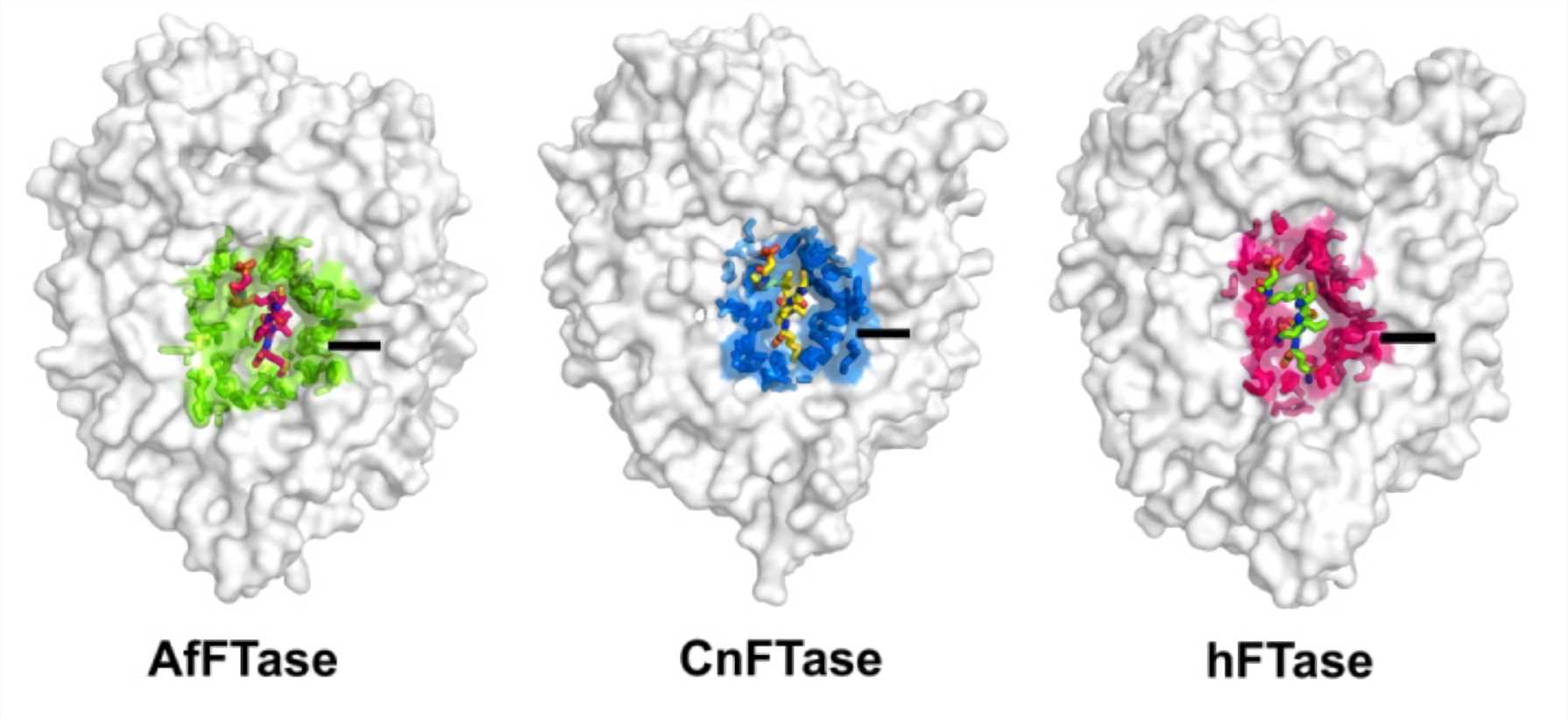 Fig.1 Surface representation of the active site funnels of protein farnesyltransferase from A. fumigatus (AfFTase), C. neoformans (CnFTase, PDB 3Q75), and human (hFTase, PDB 1TN6) viewed from the top of the active site funnel.