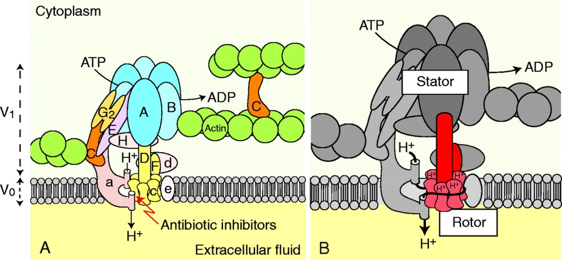 Model of the V-type H<sup>+</sup> ATPase expressed in a eukaryotic cell membrane.