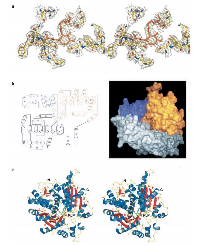 Structural features of the yeast TS monomer.