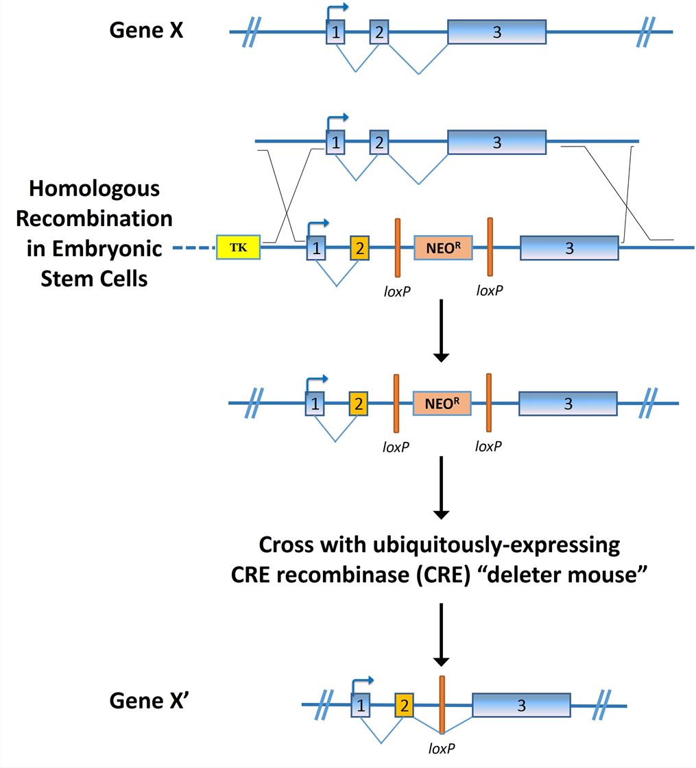 Tissue Specific Point Mutation Models Creative Biolabs