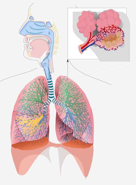 Respiratory system in human body. (By Bibi Saint-Pol, Jmarchn, CC BY-SA 3.0, https://commons.wikimedia.org/wiki/File:Respiratory_system_complete_no_labels.svg)